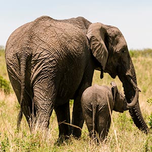 tarangire_national_park